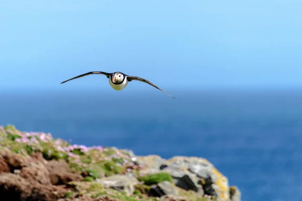 Lunnefågel Naturen Habitat — Stockfoto