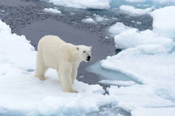 Ijsbeer Het Pakijs Ten Noorden Van Spitsbergen — Stockfoto