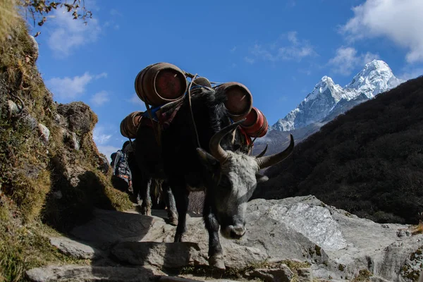 Yak Montaña Nepal — Foto de Stock