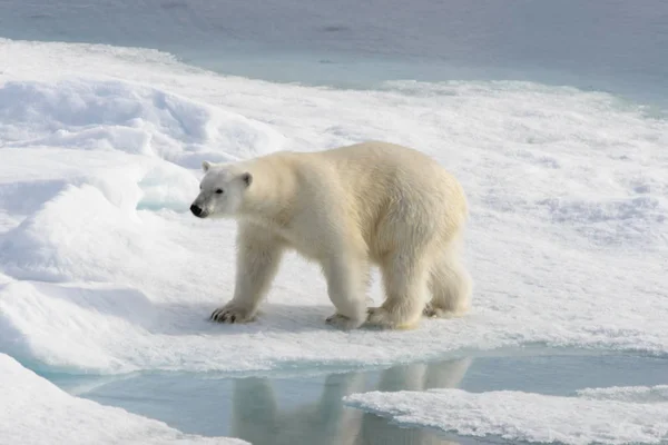 Πολική Αρκούδα Ursus Maritimus Στην Παγοκύστη Βόρεια Του Νησιού Spitsbergen — Φωτογραφία Αρχείου