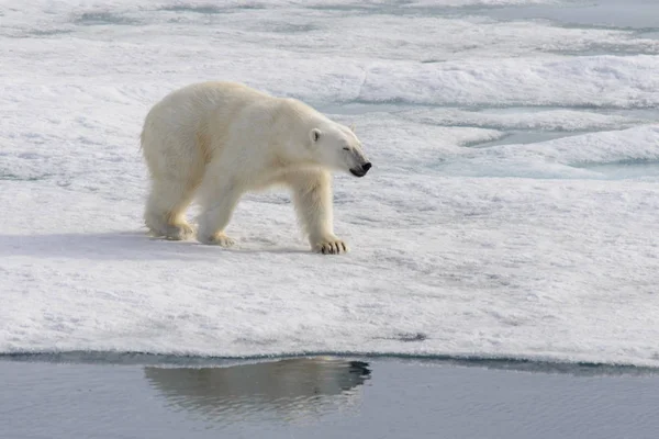 Spitbergen島 スヴァールバル諸島 ノルウェー スカンディナヴィア ヨーロッパの北のパック氷の極熊 ウルス マリティマス — ストック写真