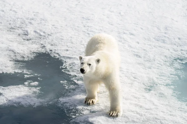 Urso Polar Ursus Maritimus Gelo Pacote Norte Spitsberg — Fotografia de Stock