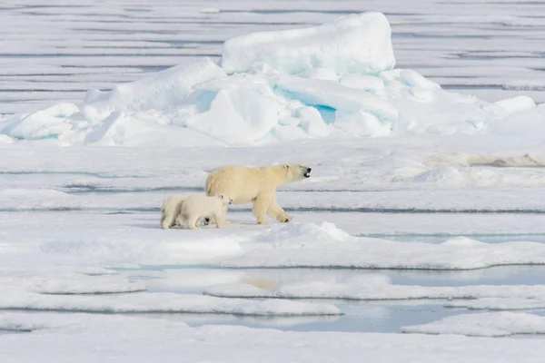 Madre Dell Orso Polare Ursus Maritimus Cuccioli Gemelli Sul Pack — Foto Stock