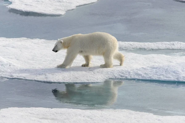 Urso Polar Ursus Maritimus Bloco Gelo Norte Ilha Spitsbergen Svalbard — Fotografia de Stock