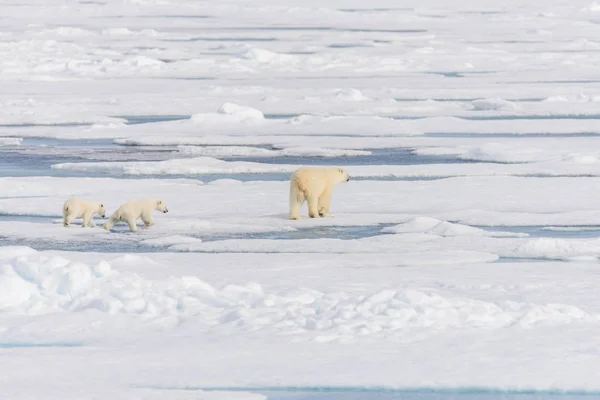 Madre Oso Polar Ursus Maritimus Cachorros Gemelos Paquete Hielo Norte —  Fotos de Stock