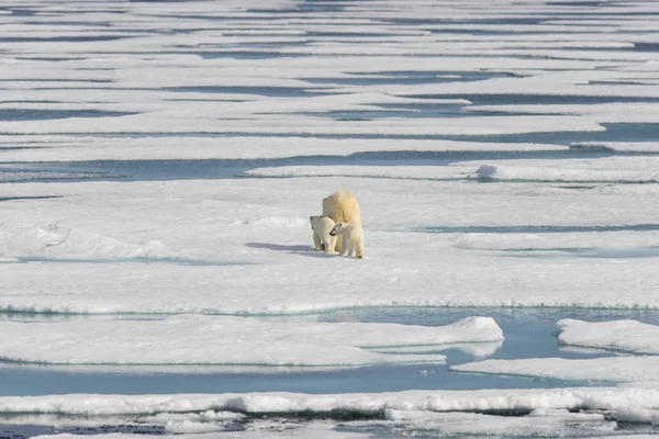 Madre Oso Polar Ursus Maritimus Cachorros Gemelos Paquete Hielo Norte — Foto de Stock