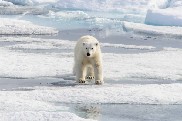 北极熊 Ursus Maritimus 生活在斯匹次卑尔根岛 挪威斯瓦尔巴 斯堪的纳维亚 欧洲北部的冰原上 — 图库照片