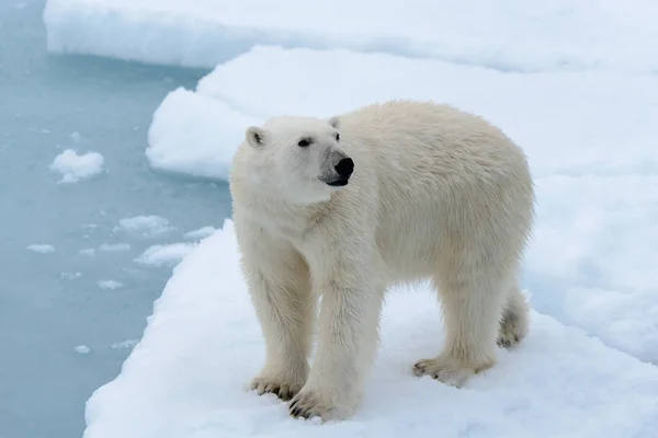 Orso Polare Sul Pack Ghiaccio Nord Spitsbergen — Foto Stock