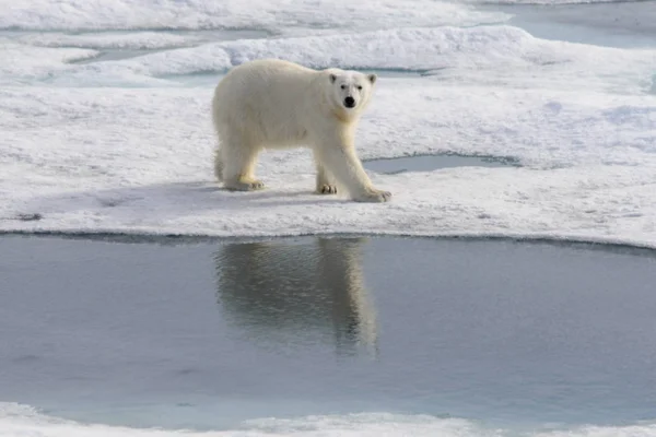 Niedźwiedź Polarny Ursus Maritimus Lodzie Północ Spitsbergen Island Svalbard Norwegia — Zdjęcie stockowe