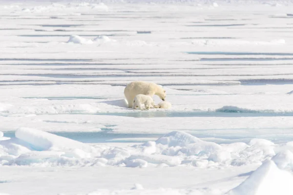 Moeder Ijsbeer Ursus Maritimus Tweeling Welpen Het Pakijs Ten Noorden — Stockfoto