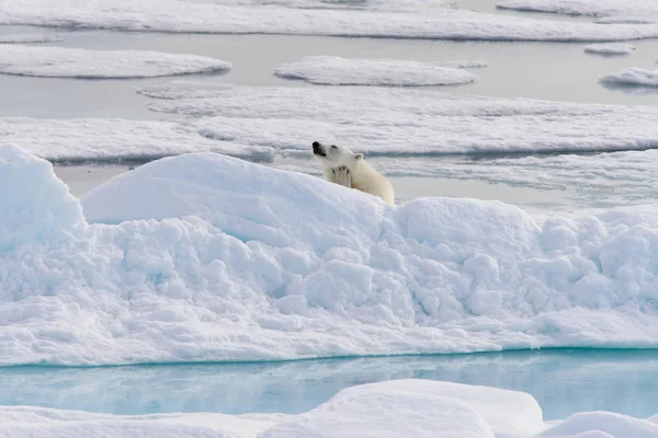 Oso Polar Ursus Maritimus Manada Hielo Norte Spitsberg —  Fotos de Stock