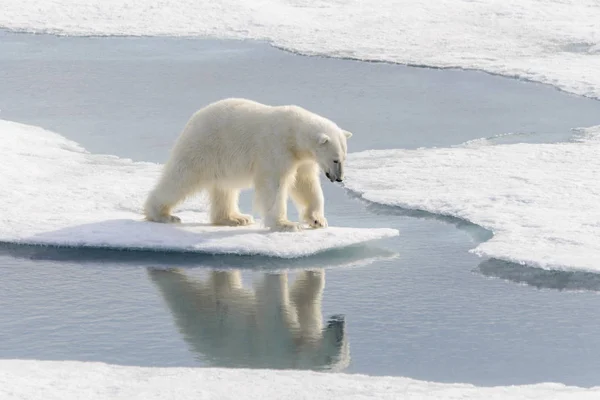 Ours Polaire Ursus Maritimus Sur Banquise Nord Île Spitsbergen Svalbard — Photo