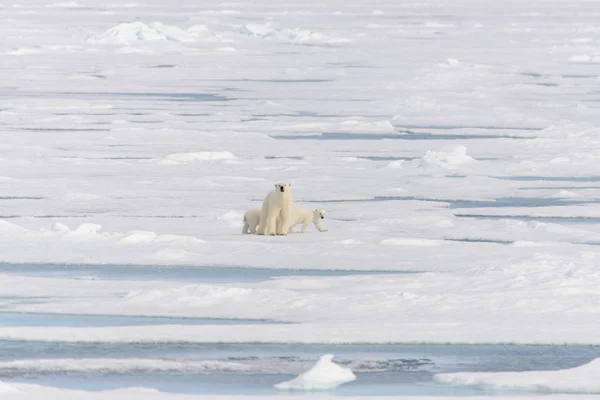 北极熊妈妈 熊绕杆菌 和双小熊放在浮冰斯瓦尔巴群岛北极挪威北部 — 图库照片