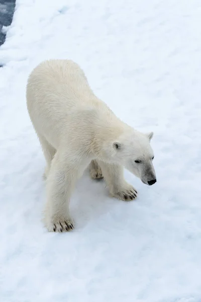 Eisbär Auf Dem Packeis Nördlich Von Spitzbergen — Stockfoto