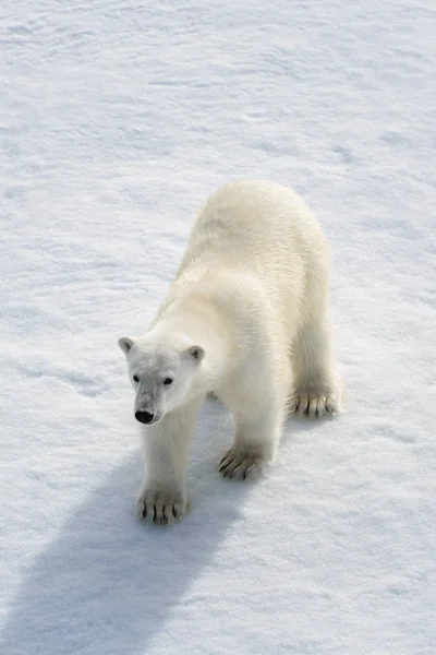 Niedźwiedź Polarny Ursus Maritimus Lodzie Północ Spitsberg — Zdjęcie stockowe