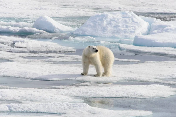 Polar Bear Ursus Maritimus Pack Ice North Spitsbergen Island Svalbard — Stock Photo, Image