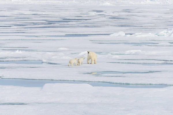 Madre Oso Polar Ursus Maritimus Cachorros Gemelos Paquete Hielo Norte —  Fotos de Stock