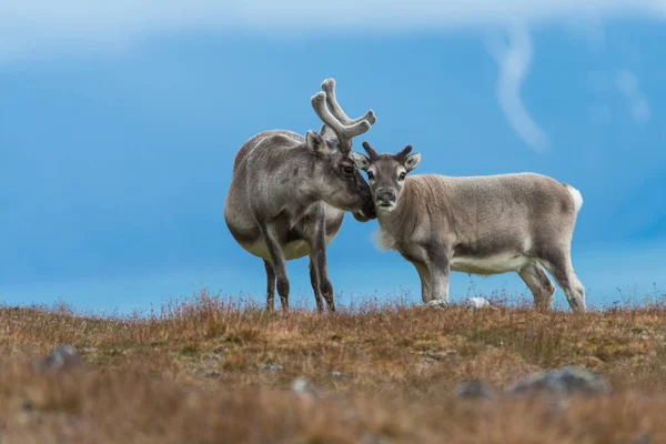 Vad Rénszarvas Anya Kölyök Svalbard Tundra — Stock Fotó