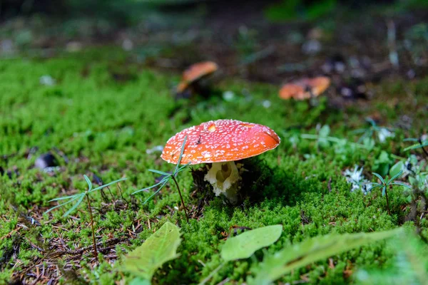 Amanita Cogumelos Crescendo Floresta — Fotografia de Stock