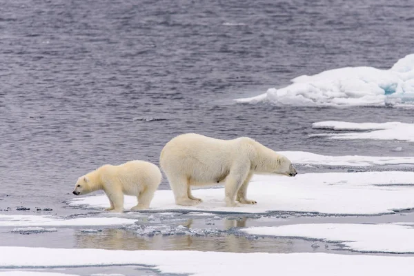 Niedźwiedź Polarny Ursus Maritimus Matka Cub Lodzie Północ Svalbardu Saneczkarstwo — Zdjęcie stockowe