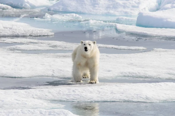 北极熊 Ursus Maritimus 生活在斯匹次卑尔根岛 挪威斯瓦尔巴 斯堪的纳维亚 欧洲北部的冰原上 — 图库照片