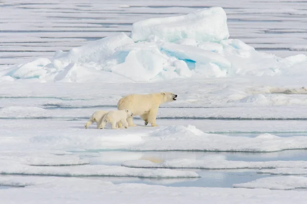 Mãe Urso Polar Ursus Maritimus Filhotes Gêmeos Gelo Pacote Norte — Fotografia de Stock
