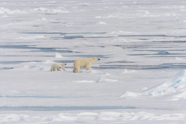 北极熊妈妈 熊绕杆菌 和双小熊放在浮冰斯瓦尔巴群岛北极挪威北部 — 图库照片