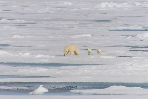 Matka Niedźwiedź Polarny Ursus Maritimus Typu Twin Szczeniaki Lodzie Północ — Zdjęcie stockowe