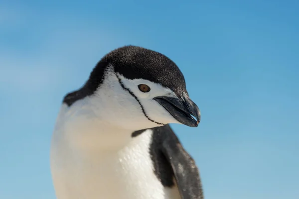 Tučňák Patagonský Přírodě — Stock fotografie