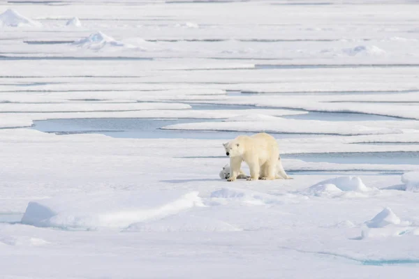 Urso Polar Ursus Maritimus Gelo Pacote Norte Spitsberg — Fotografia de Stock