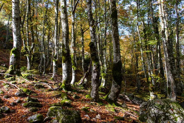 Beautiful Green Forest Trees Autumn Sunlight — Stock Photo, Image