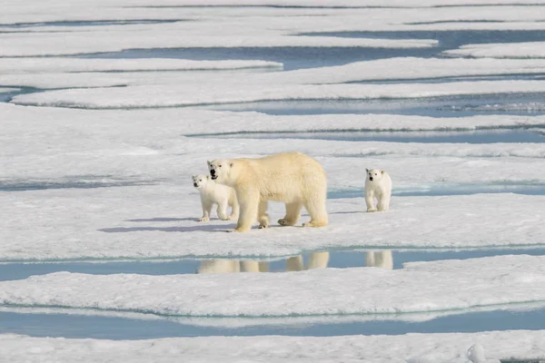 Madre Oso Polar Ursus Maritimus Cachorros Gemelos Paquete Hielo Norte —  Fotos de Stock