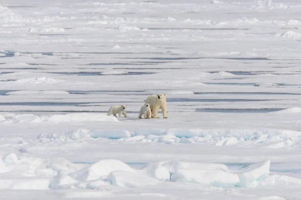 Madre Oso Polar Ursus Maritimus Cachorros Gemelos Paquete Hielo Norte —  Fotos de Stock