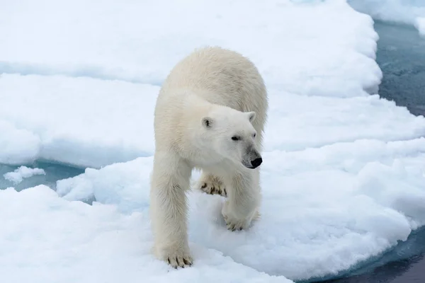 Urso Polar Bolsa Gelo Norte Spitsbergen — Fotografia de Stock