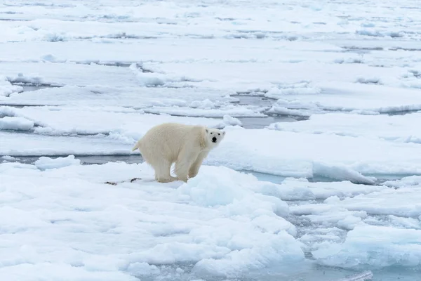 Urso Polar Bolsa Gelo Norte Spitsbergen — Fotografia de Stock