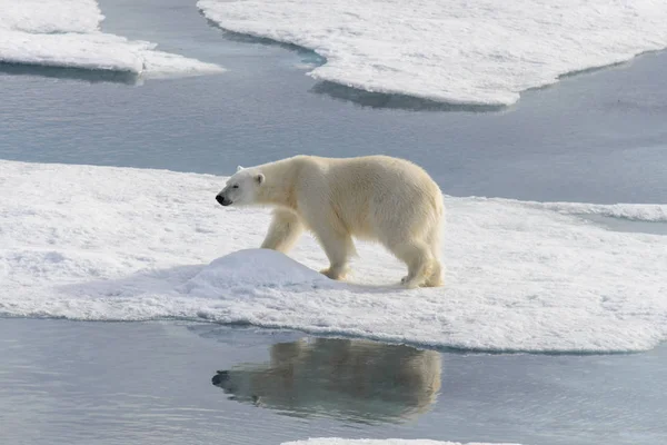 Polar Bear Ursus Maritimus Pack Ice North Spitsbergen Island Svalbard — Stock Photo, Image