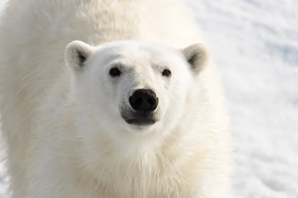 Белый Медведь Ursus Maritimus Паковом Льду Северу Шпицберга — стоковое фото