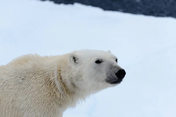 Niedźwiedź Polarny Lodzie Północ Spitsbergen — Zdjęcie stockowe