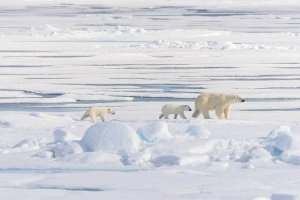 Mãe Urso Polar Ursus Maritimus Filhotes Gêmeos Gelo Pacote Norte — Fotografia de Stock