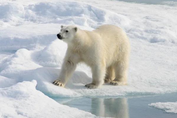 Oso Polar Ursus Maritimus Paquete Hielo Norte Isla Spitsbergen Svalbard —  Fotos de Stock