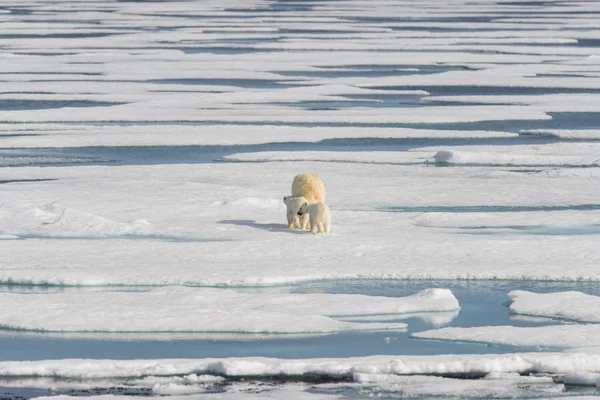 Madre Oso Polar Ursus Maritimus Cachorros Gemelos Paquete Hielo Norte — Foto de Stock