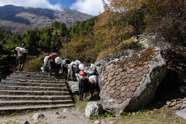 Trekking Nepal Himalayas — Stock Photo, Image