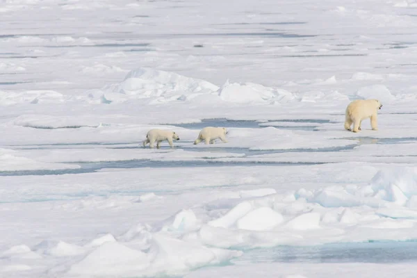 Matka Niedźwiedź Polarny Ursus Maritimus Typu Twin Szczeniaki Lodzie Północ — Zdjęcie stockowe