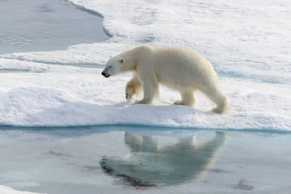 Jegesmedve Ursus Maritimus Spitsbergen Szigettől Északra Svalbard Norvégia Skandinávia Európa — Stock Fotó