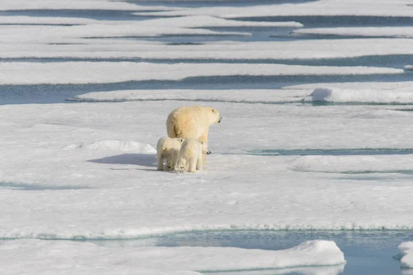 Moeder Ijsbeer Ursus Maritimus Tweeling Welpen Het Pakijs Ten Noorden — Stockfoto