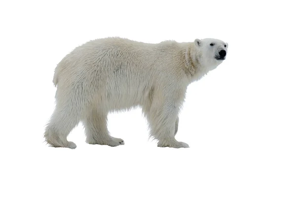 Urso Polar Bolsa Gelo Norte Spitsbergen — Fotografia de Stock