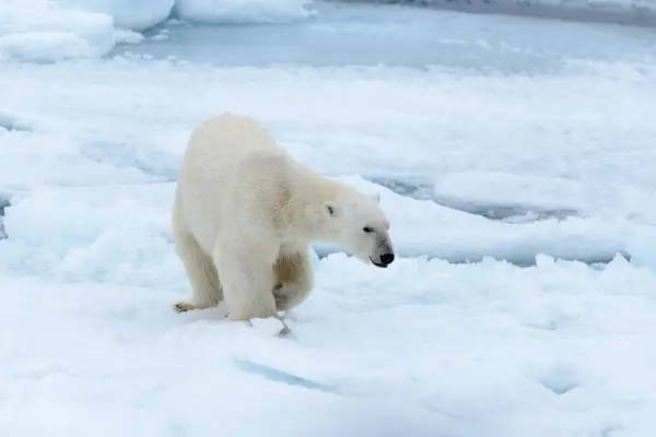 Oso Polar Manada Hielo Norte Spitsbergen — Foto de Stock