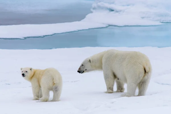 Isbjörn Ursus Maritimus Mor Och Cub Packisen Norr Svalbard Arktiska — Stockfoto
