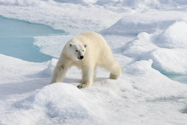 Oso Polar Ursus Maritimus Paquete Hielo Norte Isla Spitsbergen Svalbard — Foto de Stock