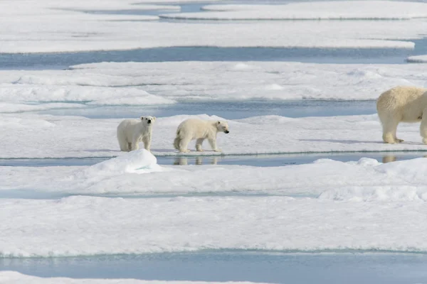 Madre Oso Polar Ursus Maritimus Cachorros Gemelos Paquete Hielo Norte —  Fotos de Stock